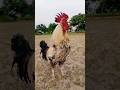 rooster crowing sound morning routine #rooster #birds #village