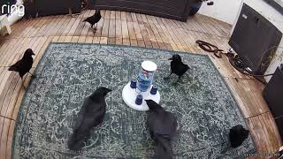 Crows are intrigued & wary of new puzzle
