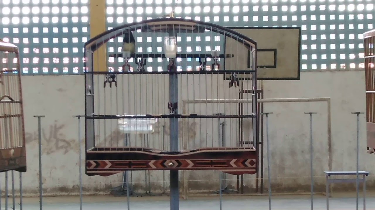 Coleiro Bahiano TIRINGA Luxo de ave