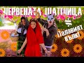 Червената шапчица съществува!