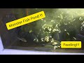 Monster Pond Feeding | New Fish ! (Spotted Catfish)