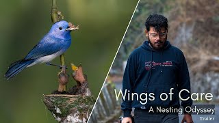Download Lagu Wings of Care | A Nesting Odyssey | Crazy Finds | Elusive & Rare Birds | Bird Photography Challenge Download Lagu Wings of Care | A Nesting Odyssey | Crazy Finds | Elusive & Rare Birds | Bird Photography Challenge