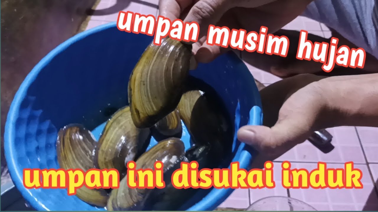 kijing Bledug !! umpan induk #galatamalele