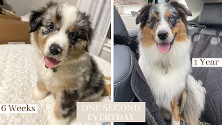 MY AUSSIE PUPPY GROWING UP | ONE SECOND EVERYDAY