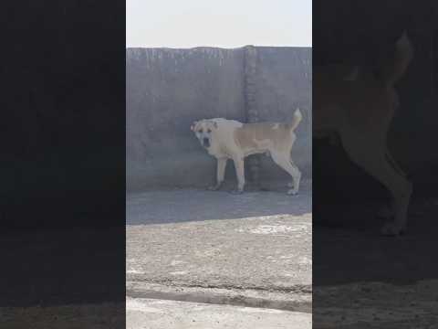 ماشاءالله     شلتنا    اهميه