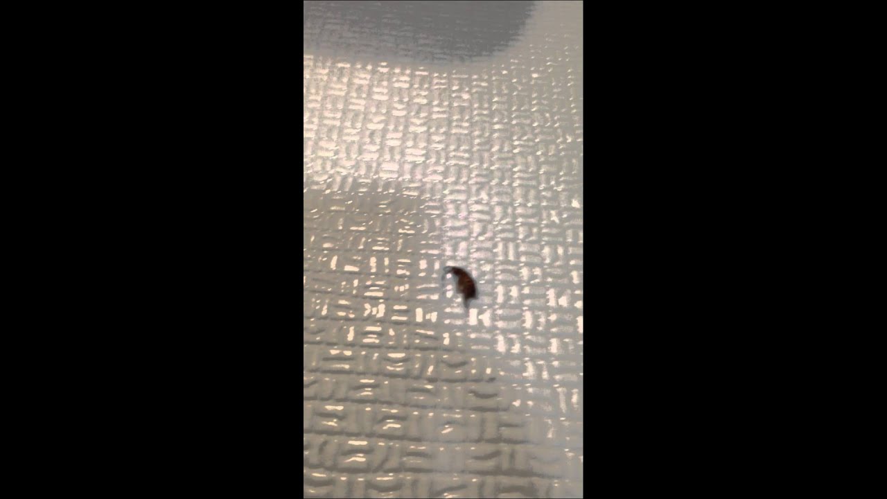 お風呂に突如現れた謎の虫 YouTube お風呂に突如現れた謎の虫 YouTube