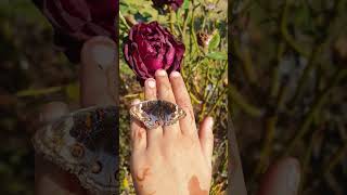 Download Lagu Butterfly 🦋 Rose 🌹 #youtubeshorts #viral #trending #shortvideo #shorts #butterfly #rose MP3