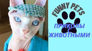 Приколы с животными | смешно до слез | приколы 2021