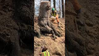 Big Stump Cut - Mike Mays