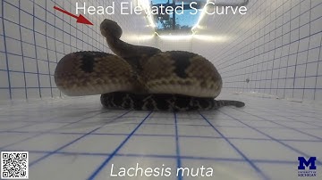 Convergence and divergence in anti-predator displays