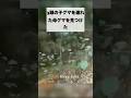 熊に遭遇したハンターが取った行動とは… #雑学 #bearattack