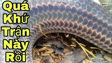 #48. Kỷ Lục Bẫy Rắn Là Đây-Bảo Mưa Hay Bảo Rắn Mà Hàng Khủng Liên Tục|| út lãng tử 2