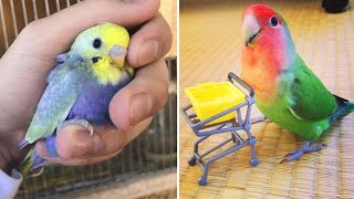 Baby Animals 🔴 Funny Parrots and Cute Birds Compilation (2022) Loros Adorables Recopilación #55 by Animals Club 48,781 views 1 year ago 15 minutes