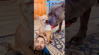 #dog #doglover#funny #funnymoments #doglife #dogstagram #doggo#puppy #cutedog  #dogvideos #dogmeme