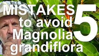 Five Mistakes to Avoid Growing and Planting Magnolia grandiflora, Bull Magnolia or Southern Magnolia