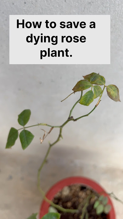 How to save a dying Rose plant. #viralshorts  #rose #gardening #plants #shorts
