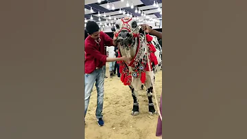 King Kong Of SM Cattle Farm 2020 Shahroz Saeed Khan Giant Bull Cow Mandi 2020 Shahroz Khan 