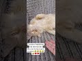 #mama #cat #angel #pets #viralvideo 🐱🐱@PrincessNikacat @GatinCrazy @44GattiIT