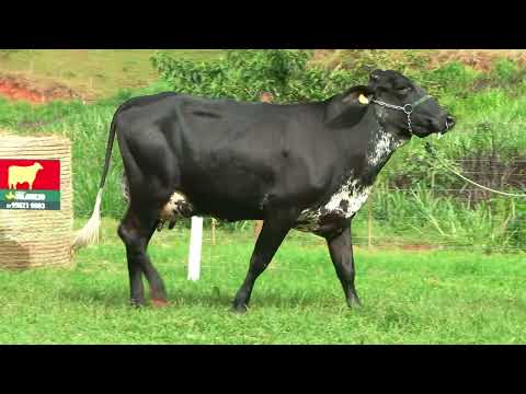 LOTE 32 • LEILÃO GIROLANDO VILAREJO • 2832