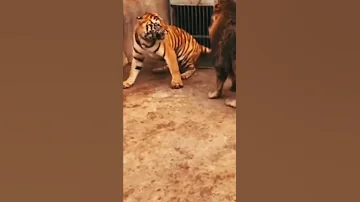الأسد ضد النمر في القفص 