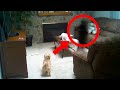 13 Cats and Dogs That Saw Something Their Owners Couldn't See