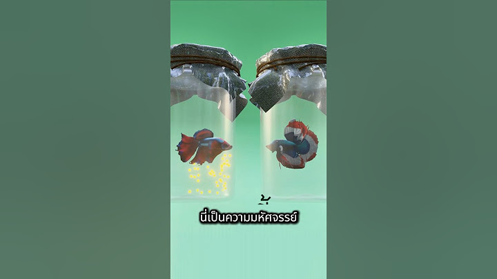 ปลากัดสุดแปลก?!!