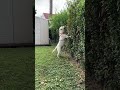 The gardener. #dogs #puppy #puppies #labrador #doggo #puppylife #pets #sillypuppy #silly #cute