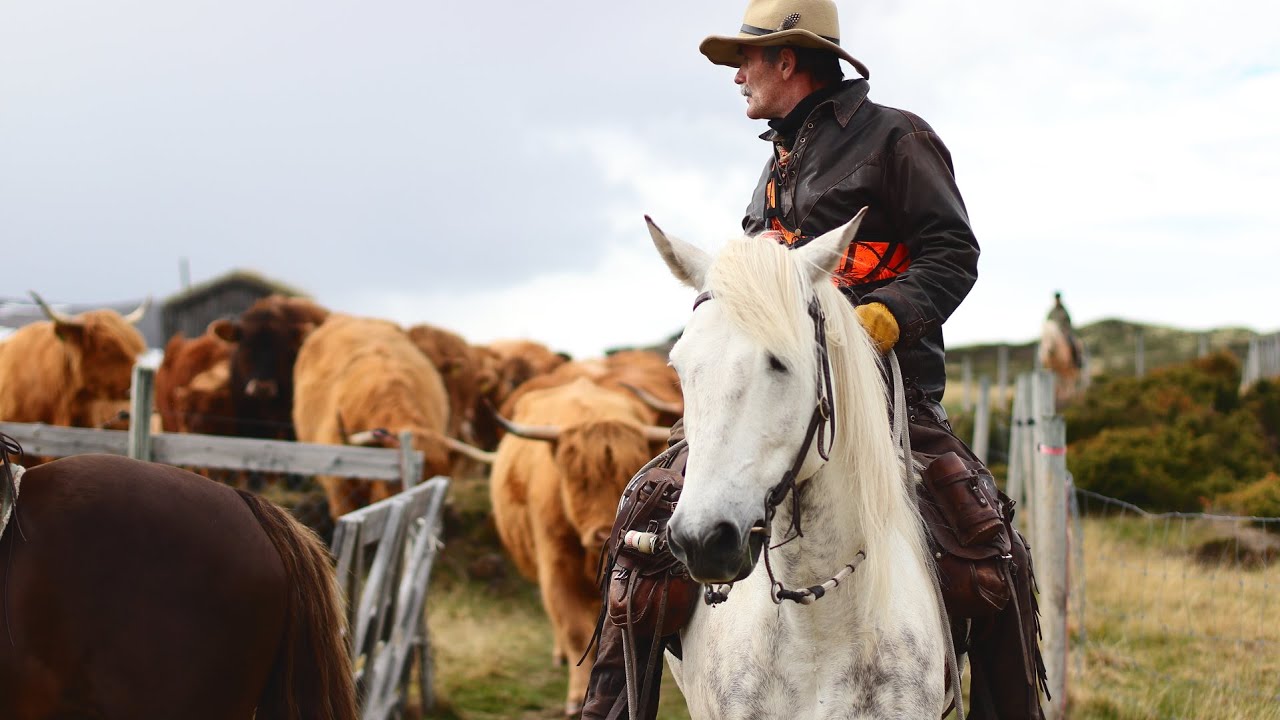 Kvegtur med Kvistli Islandshester - cattle drive with modern day cowboys