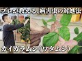 【観葉植物のプロが教える】病害虫(コナカイガラムシ・ワタムシ)の対処法【発生原因・注意点】