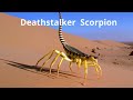 Terrifying and Rare Scorpions for Kids