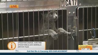 Stockton Animal Shelter