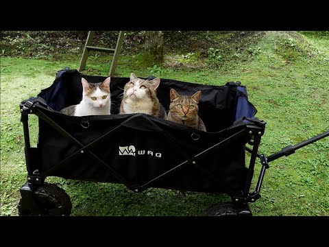 お庭でキャリーワゴン遊びなねこ。-Cats play with a carry wagon in the garden.-
