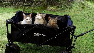 Cats play with a carry wagon in the garden.