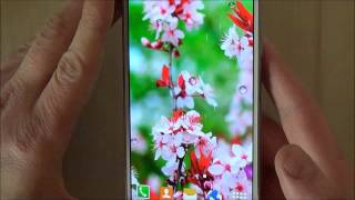 Free cherry blossom live wallpaper with falling 3d sakura for Android phones and tablets screenshot 1