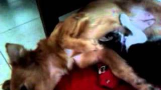 Perrita Amamantando