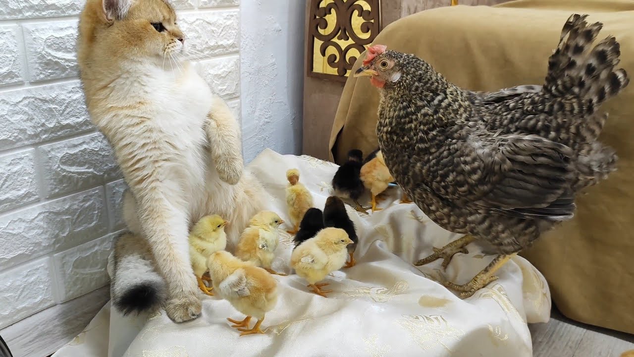 Cat vs Chicken Who will mother the chicks?😆 YouTube