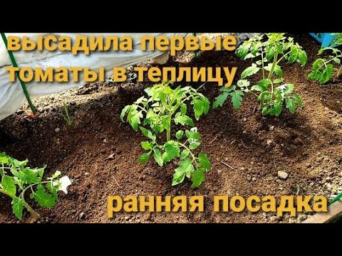 Так рано  никогда не сажала.Посадила первые томаты в теплицу.14 апреля.