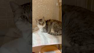 妹ちゃんが出来た猫の反応。初対面#保護猫 #cutecat
