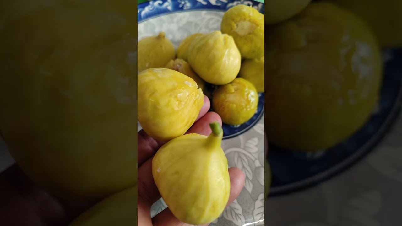 تين الحطاب وتين العبيد والتين السلطاني الاسود موجودة في العراق 🇮🇶 بابل مشتل سيد عبيس الحطاب 