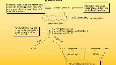 32 Eicosanoids
