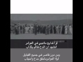 العوامر عيال الشيبه 