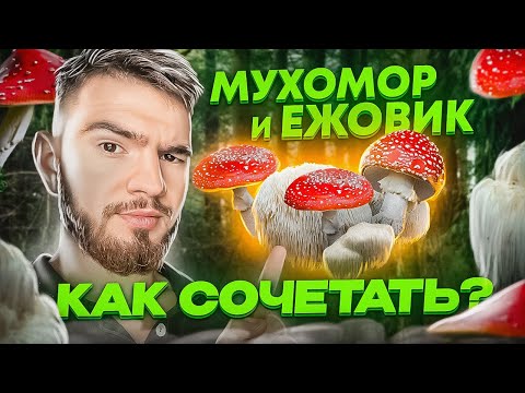 Ежовик усиливает мухомор!? Эффект двойного микродозинга