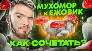 Ежовик усиливает мухомор!? Эффект двойного микродозинга