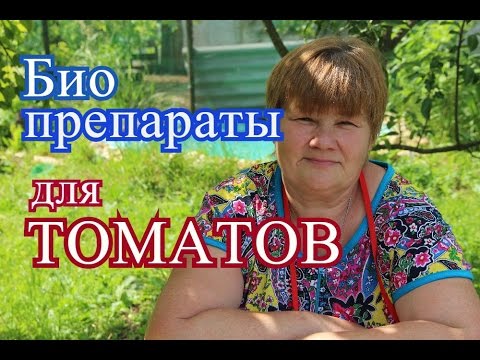 Томаты. Спасаем урожай томатов с помощью биопрепаратов. (15.06.16 г.)