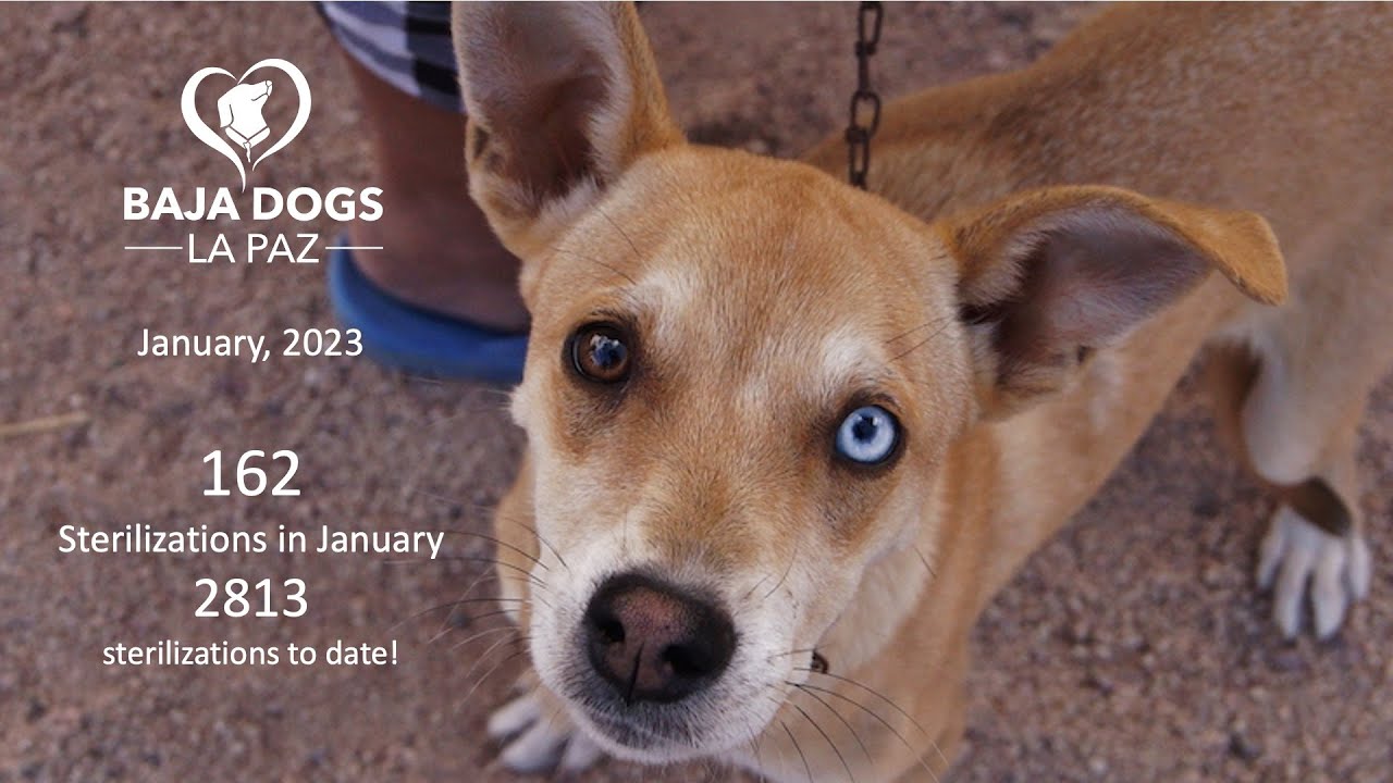 162 Pets Sterilized in January