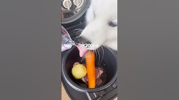 カレーの食材を炊飯器に投入してつくった犬飯がうまそうすぎた！ #サモエド #サモエドスマイル #大型犬 #炊飯器レシピ