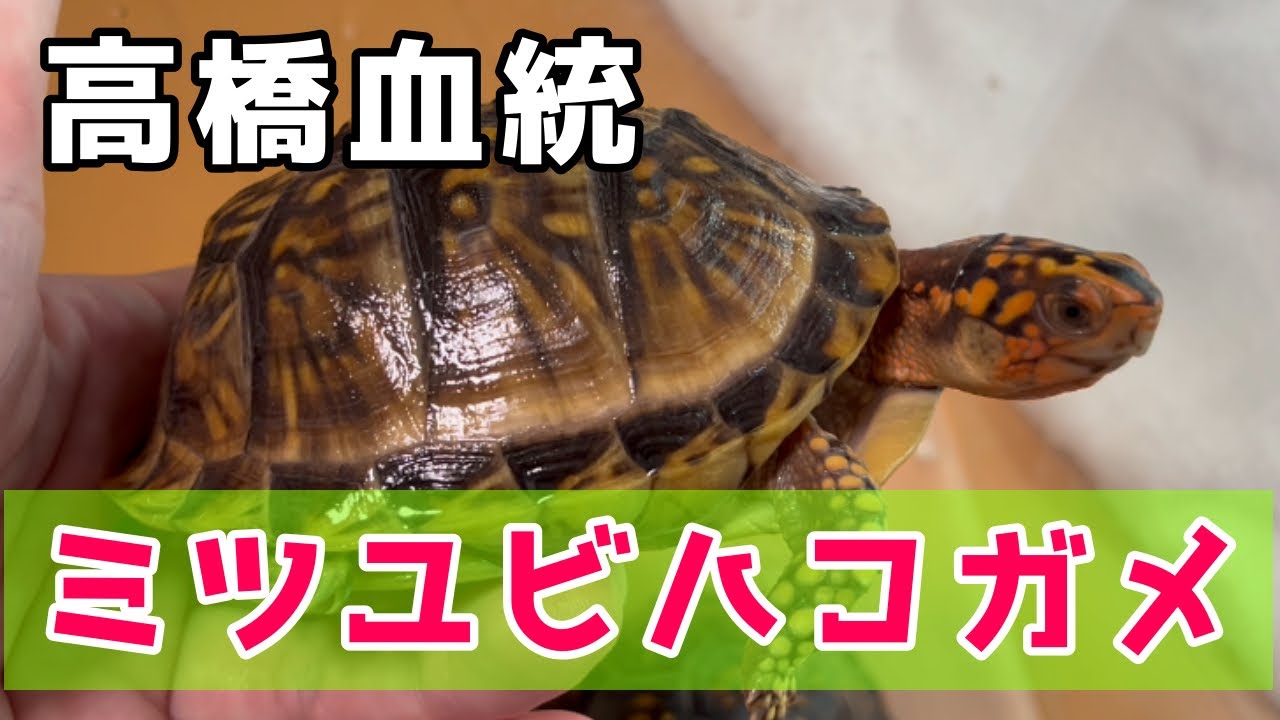 Rapid growth of Takahashi lineage three-toed box turtle! [Turtle