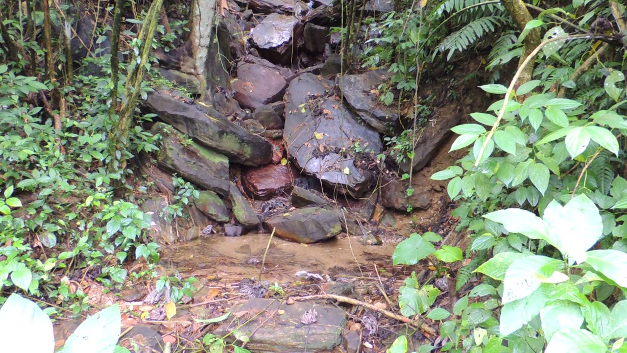 Listening to a Rainforest Stream in Trinidad