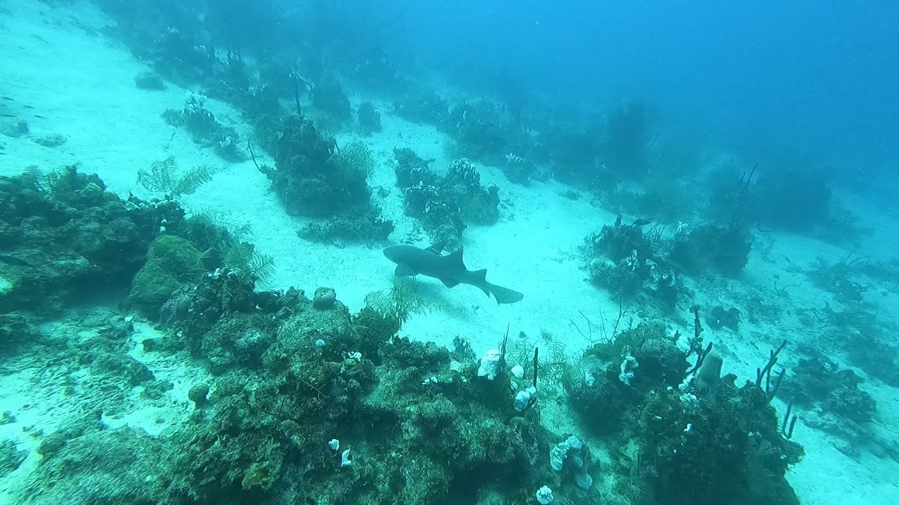 20241031 Roatan Dives w/ Infinity Divers (DM - Lindy) - GoPro Highlight ...