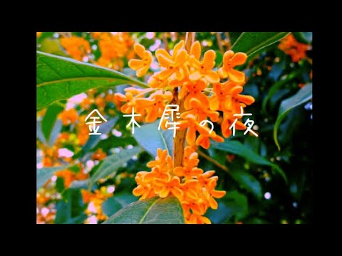 金木犀の夜/きのこ帝国　弾き語り　一発撮り